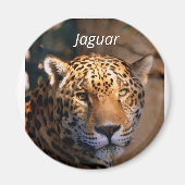 Jaguar photomagnet magneet (Voorkant)