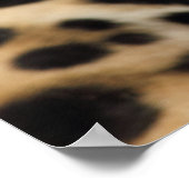 Jaguar Poster (Hoek)