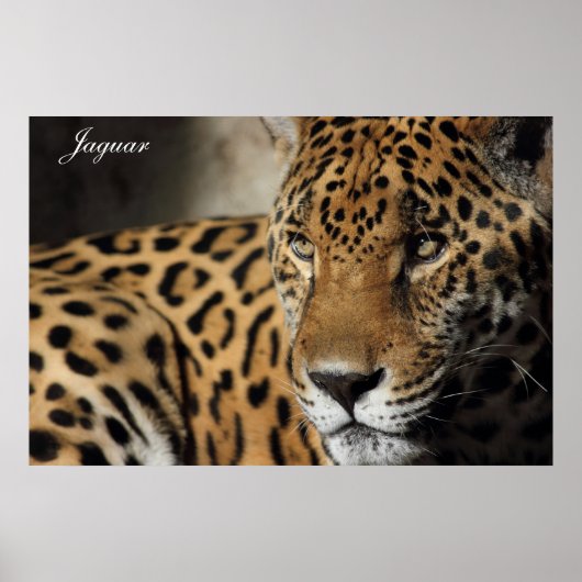 Jaguar Poster (Voorkant)