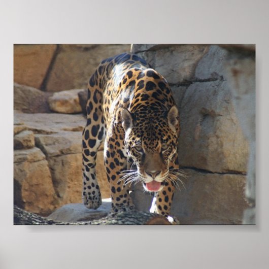 Jaguar Poster (Voorkant)