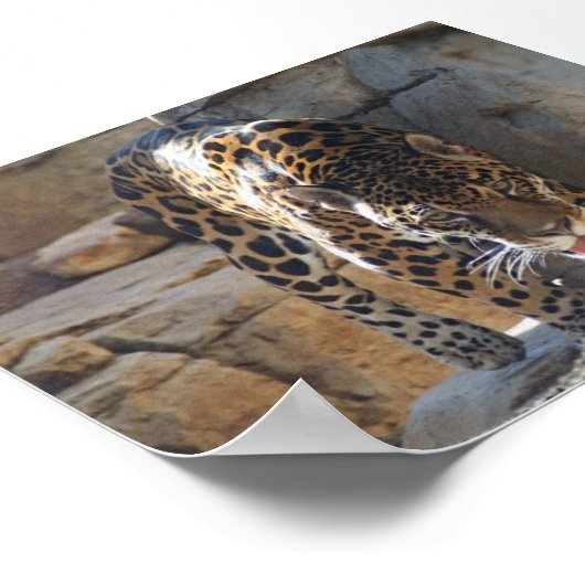 Jaguar Poster (Hoek)