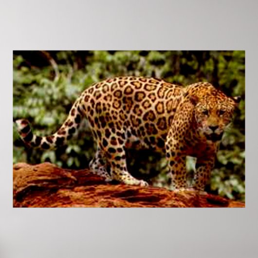 Jaguar Poster (Voorkant)