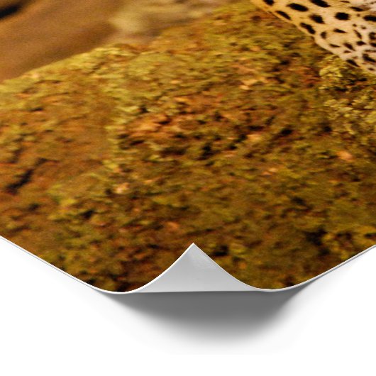 Jaguar Poster (Hoek)