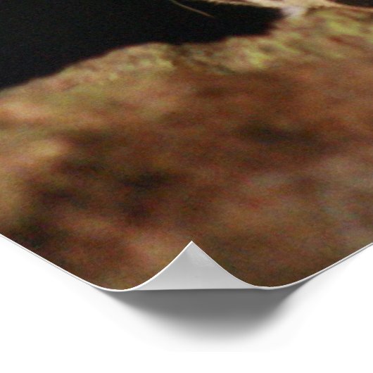 Jaguar Poster (Hoek)