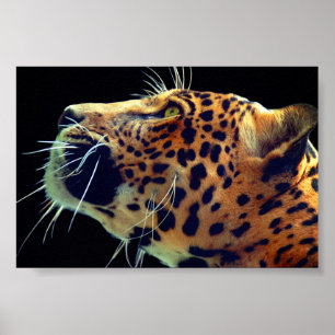 Jaguar Poster