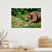 Jaguar Poster (Keuken)