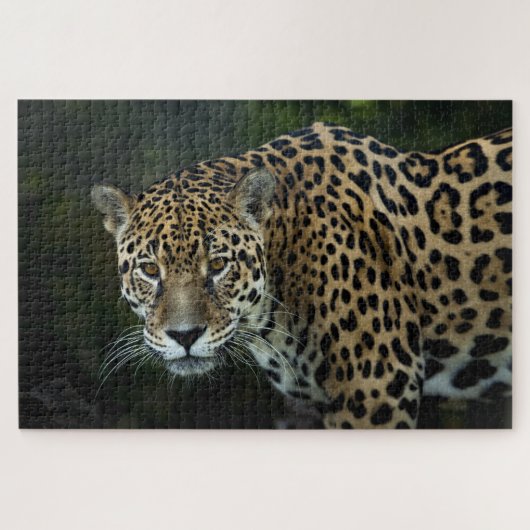 jaguar puzzel (Horizontaal)