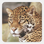 Jaguar Sticker (Voorkant)