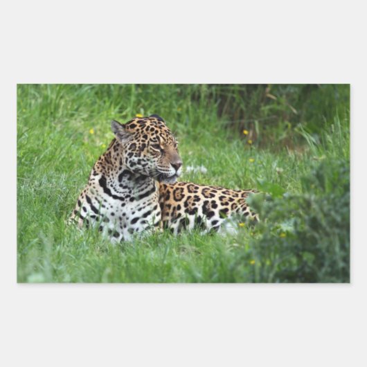 Jaguar sticker (Voorkant)