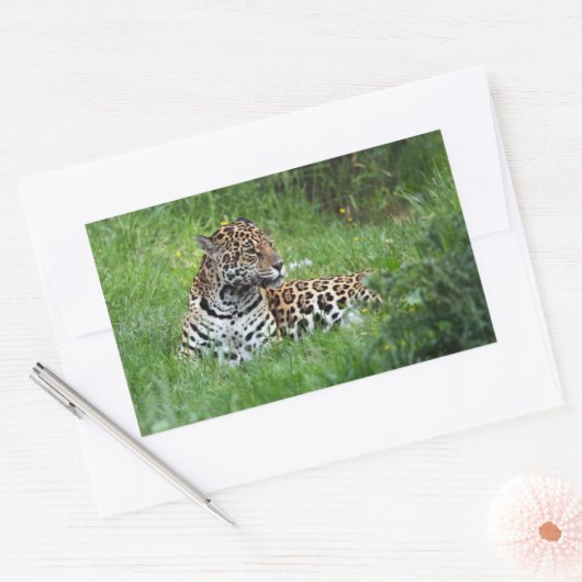 Jaguar sticker (Envelop)