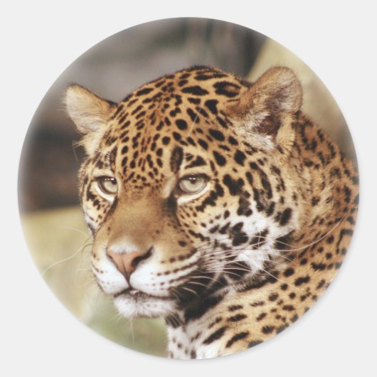 Jaguar Sticker (Voorkant)