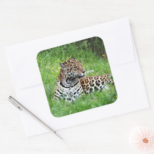 Jaguar Sticker (Envelop)