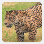 Jaguar Stickers (Voorkant)