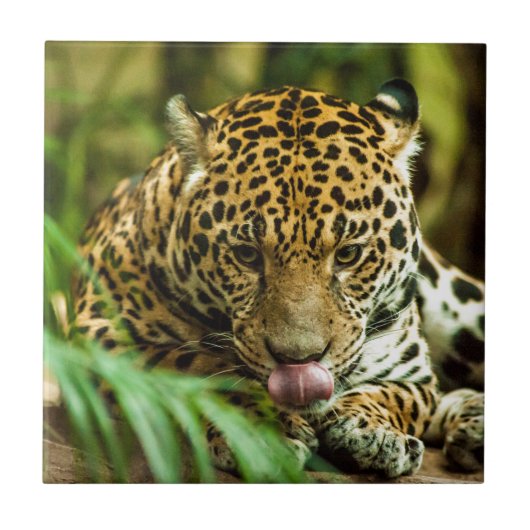 Jaguar Tegeltje (Voorkant)