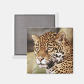 Jaguar vierkante magneet (Voorkant / Achterkant)