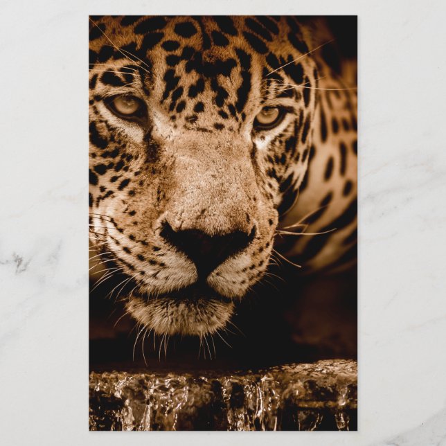 jaguar water dat ogen stalkt (Voorkant)