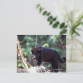 Jaguar, zwarte fase (Panthera onca) Briefkaart (Staand voorkant)