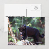 Jaguar, zwarte fase (Panthera onca) Briefkaart (Voorkant / Achterkant)