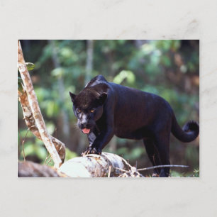 Jaguar, zwarte fase (Panthera onca) Briefkaart