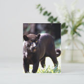 Jaguar, zwarte fase (Panthera onca) Briefkaart (Staand voorkant)