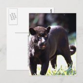 Jaguar, zwarte fase (Panthera onca) Briefkaart (Voorkant / Achterkant)
