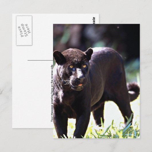 Jaguar, zwarte fase (Panthera onca) Briefkaart (Voorkant / Achterkant)