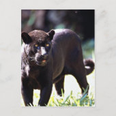 Jaguar, zwarte fase (Panthera onca) Briefkaart (Voorkant)