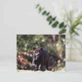 Jaguar, zwarte fase (Panthera onca) Briefkaart (Staand voorkant)