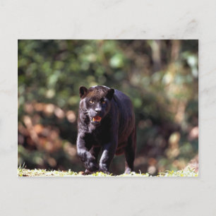 Jaguar, zwarte fase (Panthera onca) Briefkaart