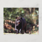Jaguar, zwarte fase (Panthera onca) Briefkaart (Voorkant)