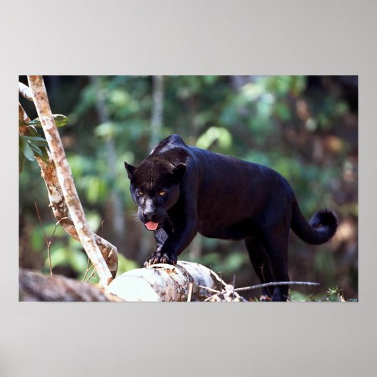 Jaguar, zwarte fase (Panthera onca) Poster (Voorkant)