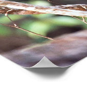 Jaguar, zwarte fase (Panthera onca) Poster (Hoek)