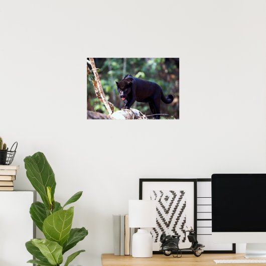 Jaguar, zwarte fase (Panthera onca) Poster (Thuiskantoor)