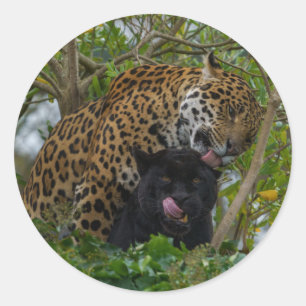 Jaguaren Verliefd Ronde Sticker