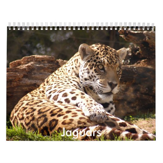 Jaguars Calendar Kalender (Hoes)