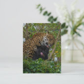 Jaguars in Love Briefkaart (Staand voorkant)