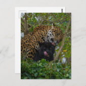 Jaguars in Love Briefkaart (Voorkant / Achterkant)