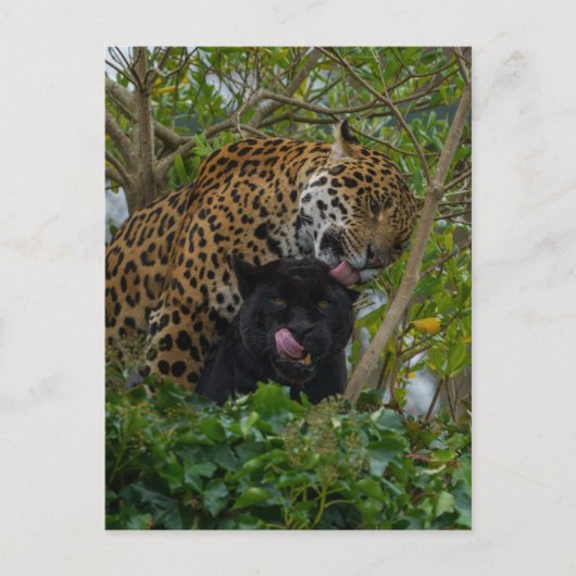 Jaguars in Love Briefkaart (Voorkant)