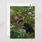 Jaguars in Love Briefkaart (Voorkant / Achterkant)