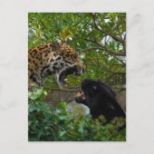 Jaguars in Love Briefkaart (Voorkant)