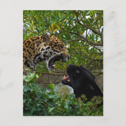 Jaguars in Love Briefkaart (Voorkant)