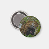 Jaguars in Love Magneet (Voorkant / Achterkant)