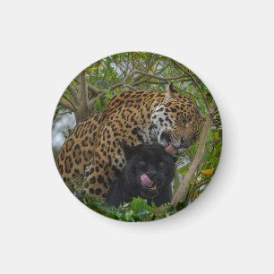 Jaguars in Love Magneet