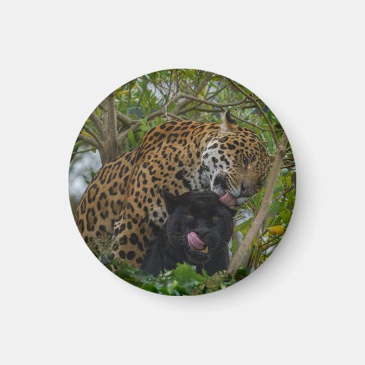 Jaguars in Love Magneet (Voorkant)