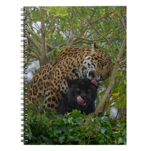 Jaguars in Love Notitieboek (Voorkant)