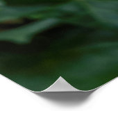 Jaguars in Love Poster (Hoek)