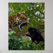 Jaguars in Love Poster (Voorkant)