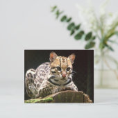 Jaguatirica Briefkaart (Staand voorkant)