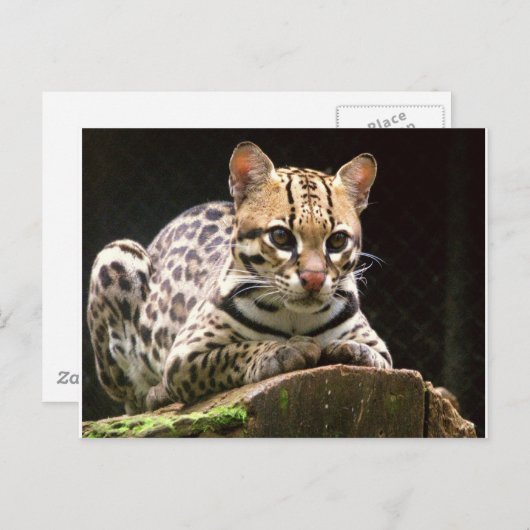 Jaguatirica Briefkaart (Voorkant / Achterkant)