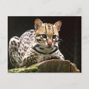 Jaguatirica Briefkaart